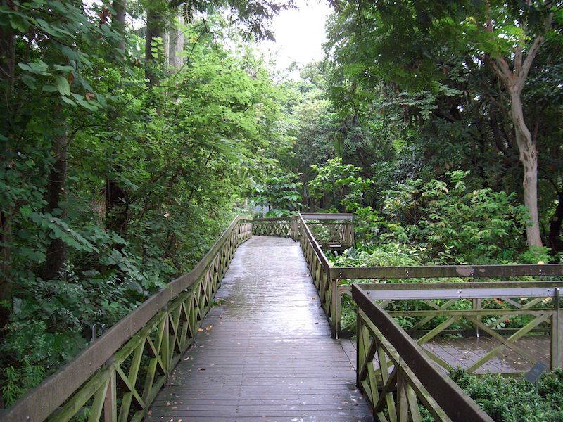 台北植物園の歩道